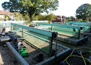 Hall Farm Garden - The old rose sales area before