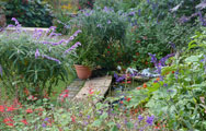 Hall Farm Garden, Gainsborough, Lincolnshire - Plants & Sculpture