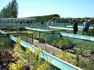 Hall Farm Garden - Nursery Sales Area 2011